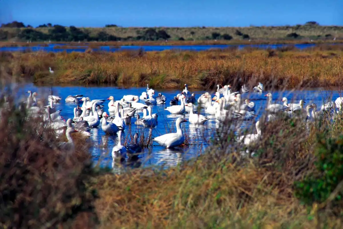 Bird-Watching-OBX
