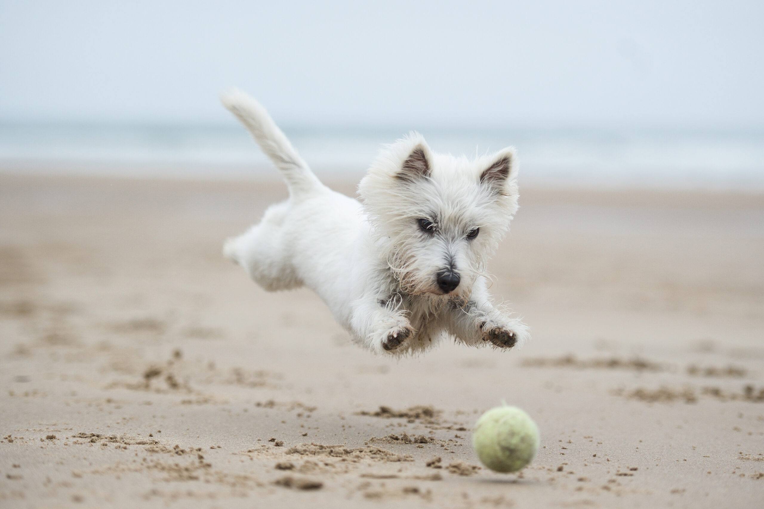 Dog on the beach