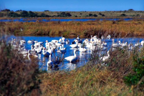 Things To Do Pea Island National Wildlife Refuge