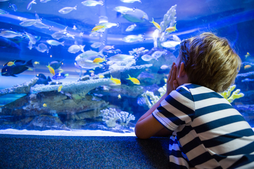 Things To Do North Carolina Aquarium on Roanoke Island